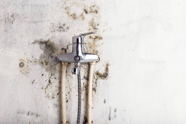 Best Home Mold Removal  in Lake Elsinore, CA