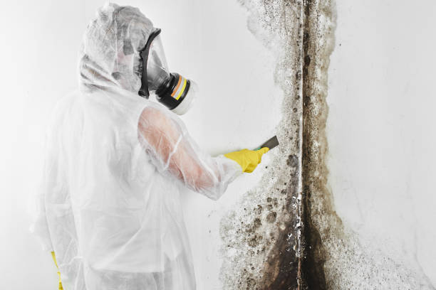 Professional Mold Removal in Lake Elsinore, CA