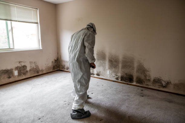 Office Mold Removal Services in Lake Elsinore, CA